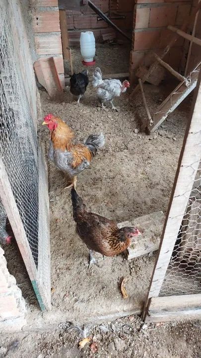 Aves selecionadas para criação últimas unidades  - Foto 5