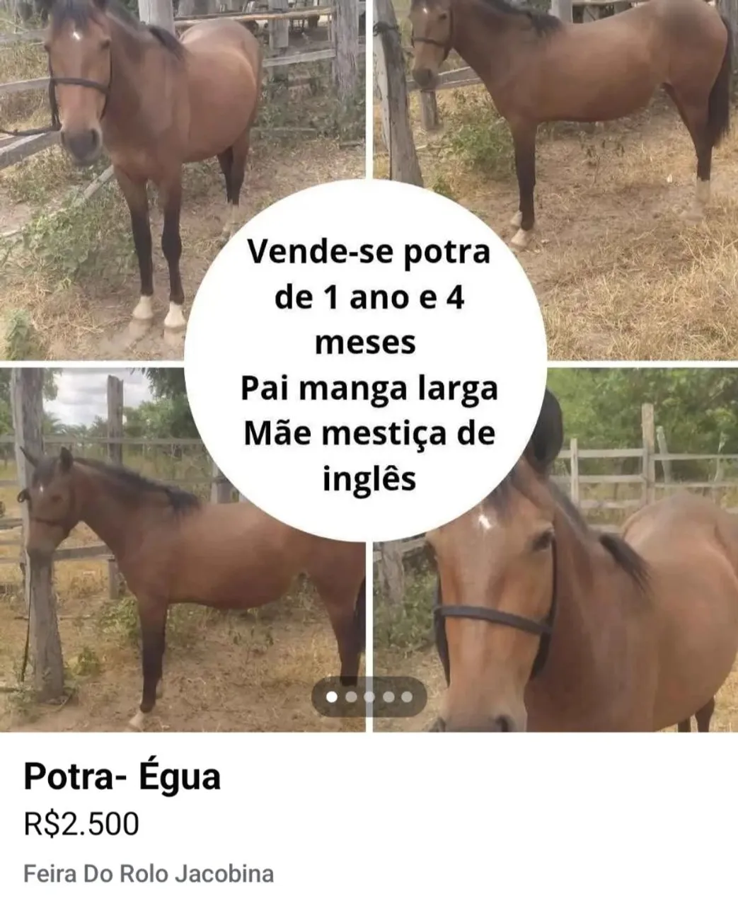Potra de 1 ano e 4 meses, manga larga e mestiça de inglês