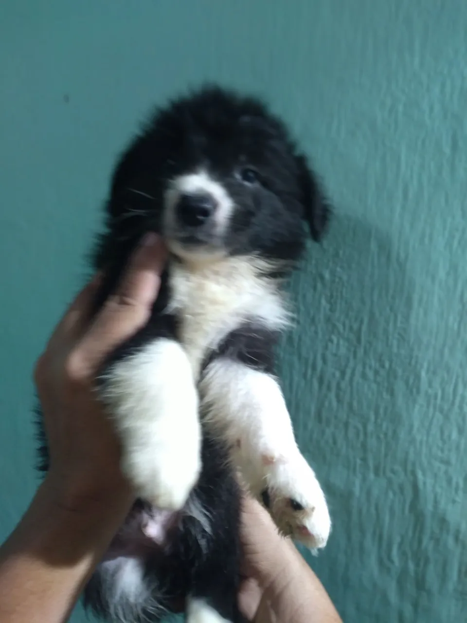 Border Collie preto e branco