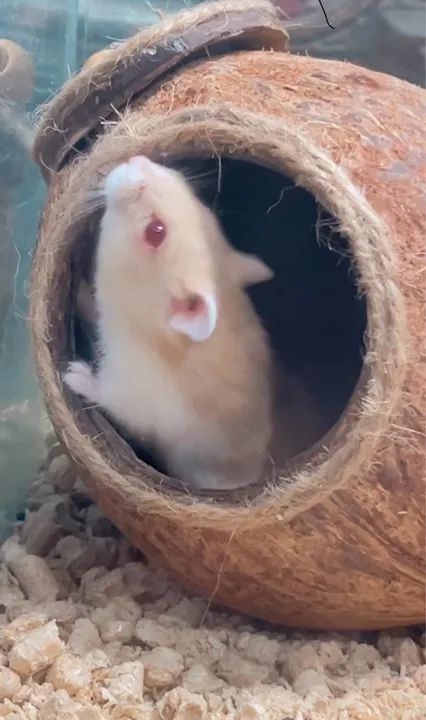 Casa de coco para hamster - Foto 4