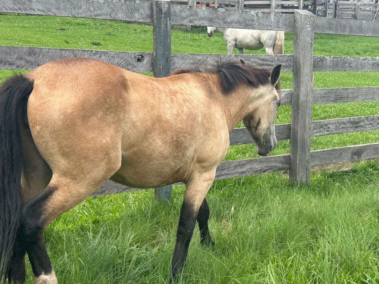 Potras à venda ,favor ler a descrição  - Foto 2