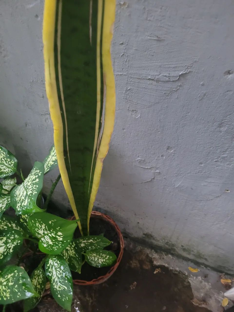 Mudas de plantas - Foto 3