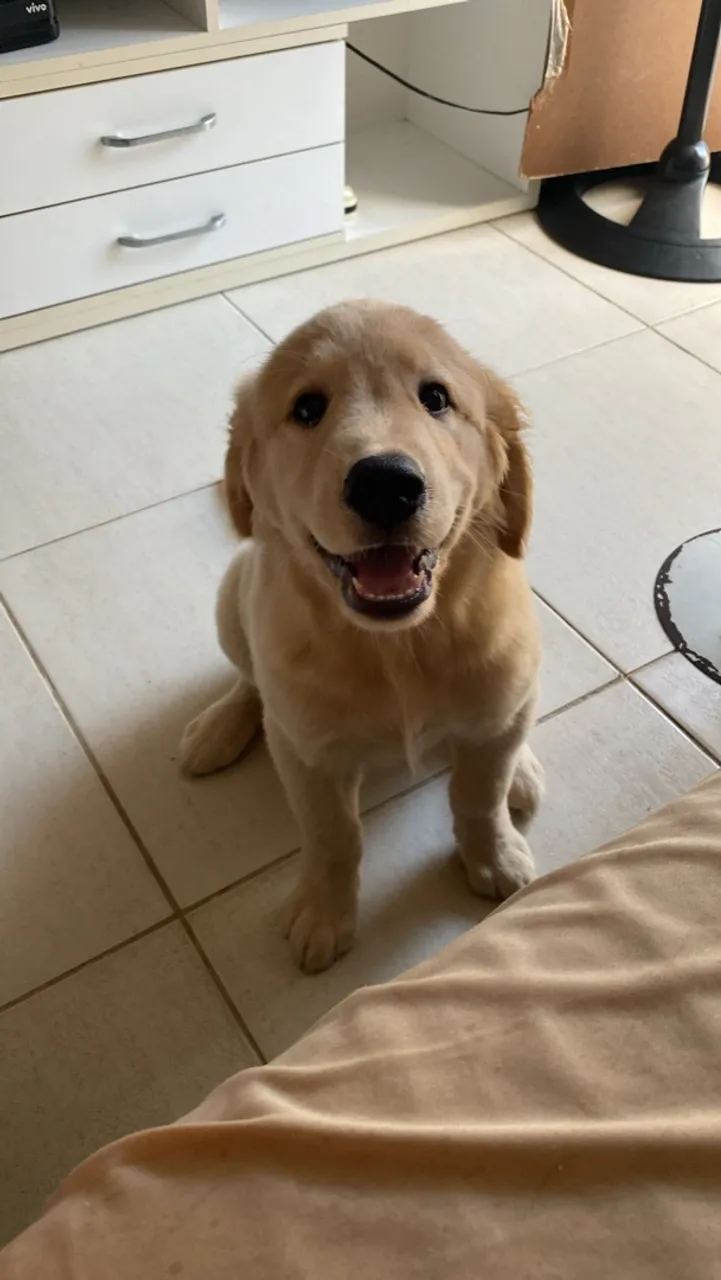 doação golden retrivier