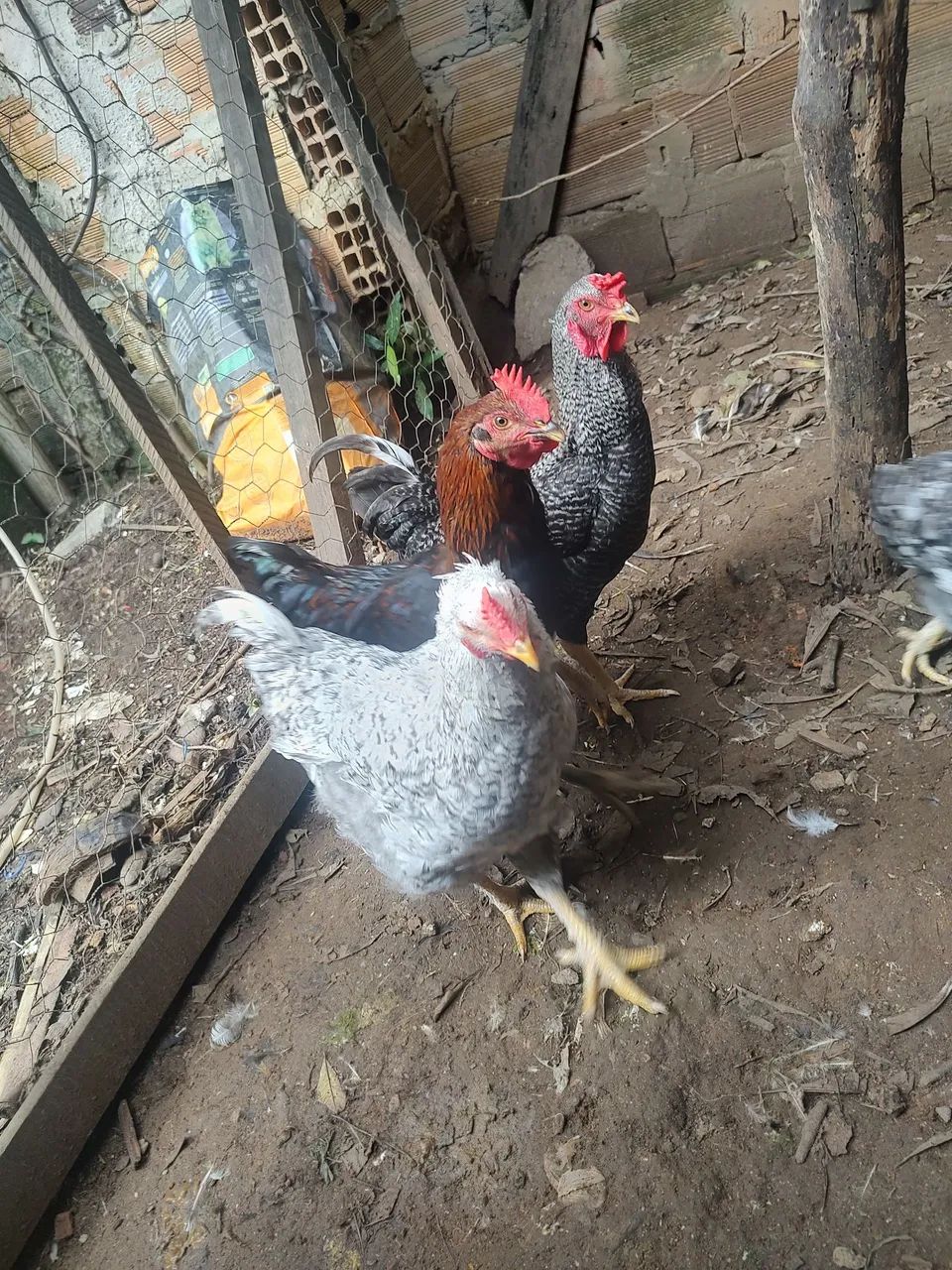 Vendo frangos novos  - R$ 60,00 cada