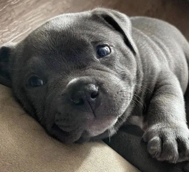 American Bully - Filhotes - Lindos Bebês Em Promoção! - Foto 3