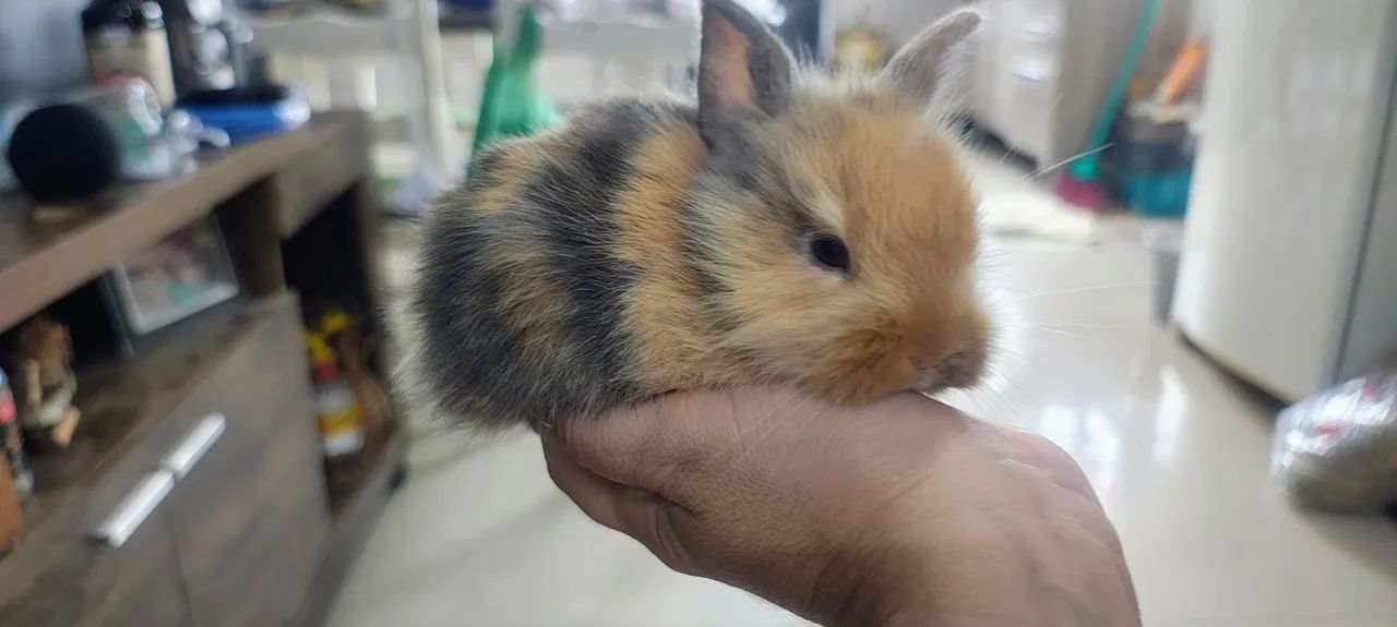 Coelho Mini Lion Raça Pura - Foto 6