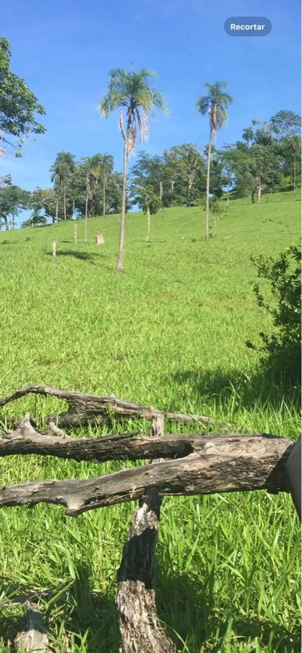 Fazenda - São Luis de Montes Belos - Go - Foto 4
