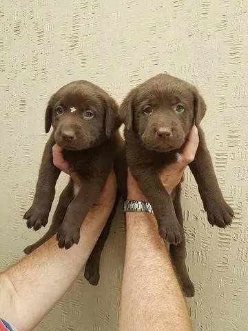 Labrador- Machinho e fêmea chocolate, com 55 dias, vermifugados-Dani
