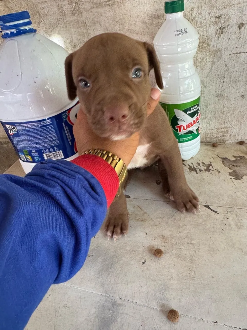Filhote de Pitbull disponível