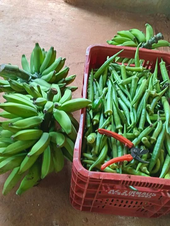 Jilo,verde fresquinho - Foto 3