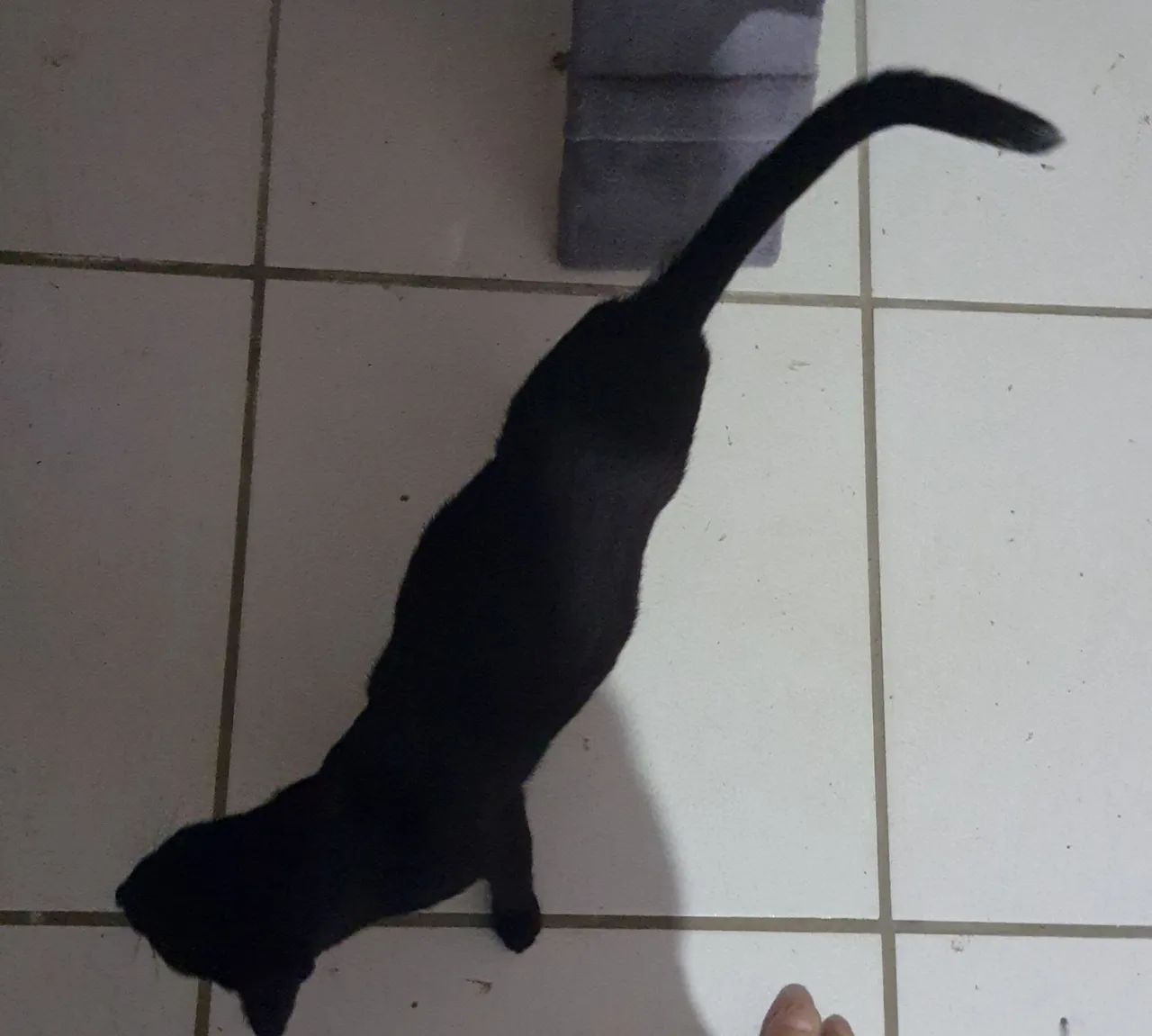 Gata encontrada - Foto 6