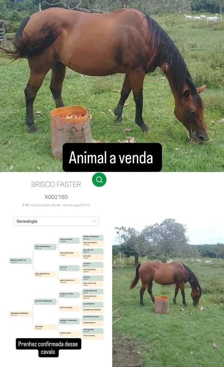 Vende-se égua prenha com 5 meses de gestação e com exame de anemia 