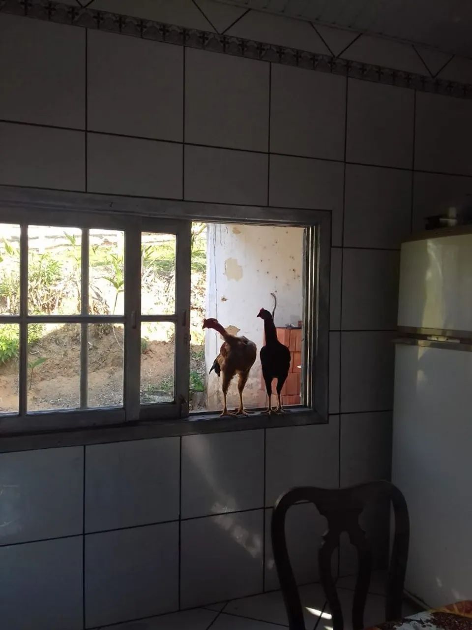 Sítio com casa , área com22.200m² - Foto 4
