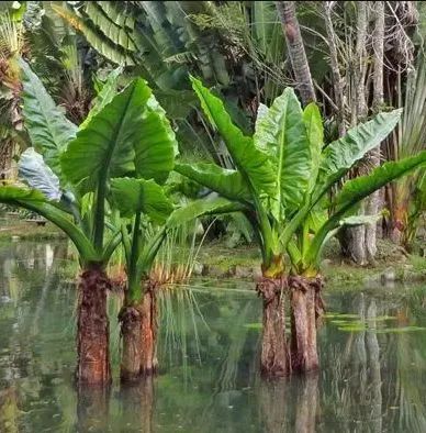 BANANEIRA D'ÁGUA  A Bela E Rara Typhonodorum Lindleyanum - Foto 3