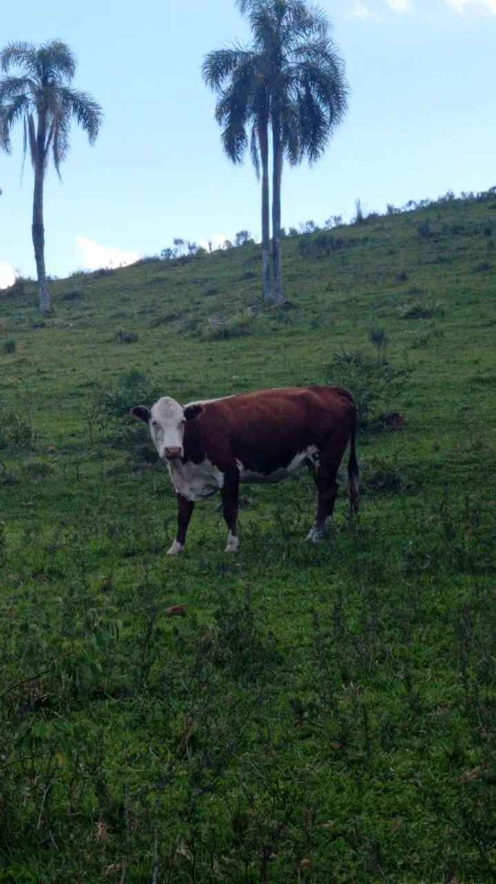 Venda de novilhas  - Foto 4