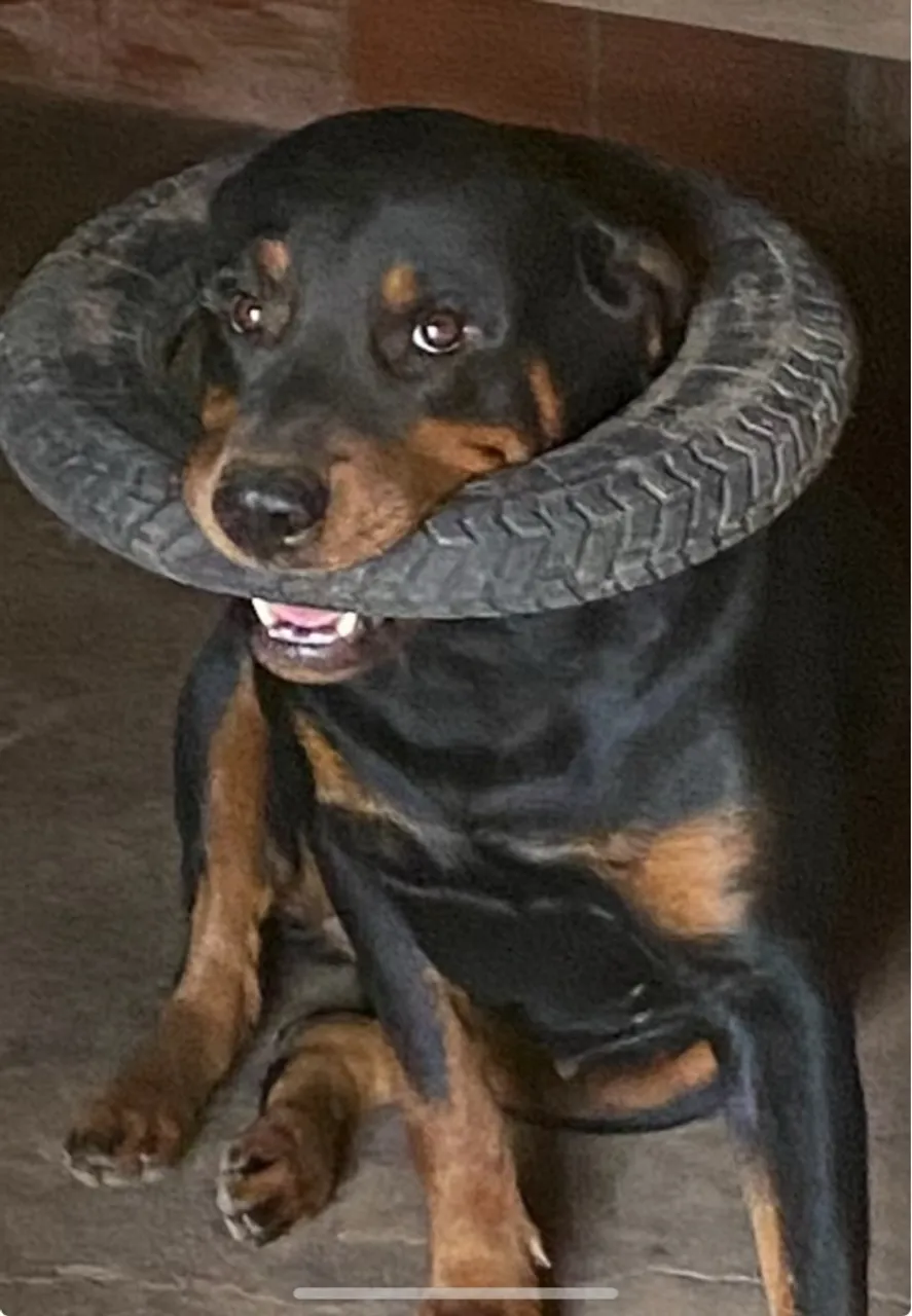 Rottweiler Divertido com Pneu - Cão de Guarda Leal