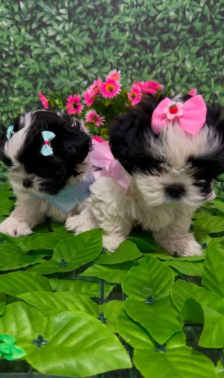 Shitzu Branca e Preta  - Foto 5
