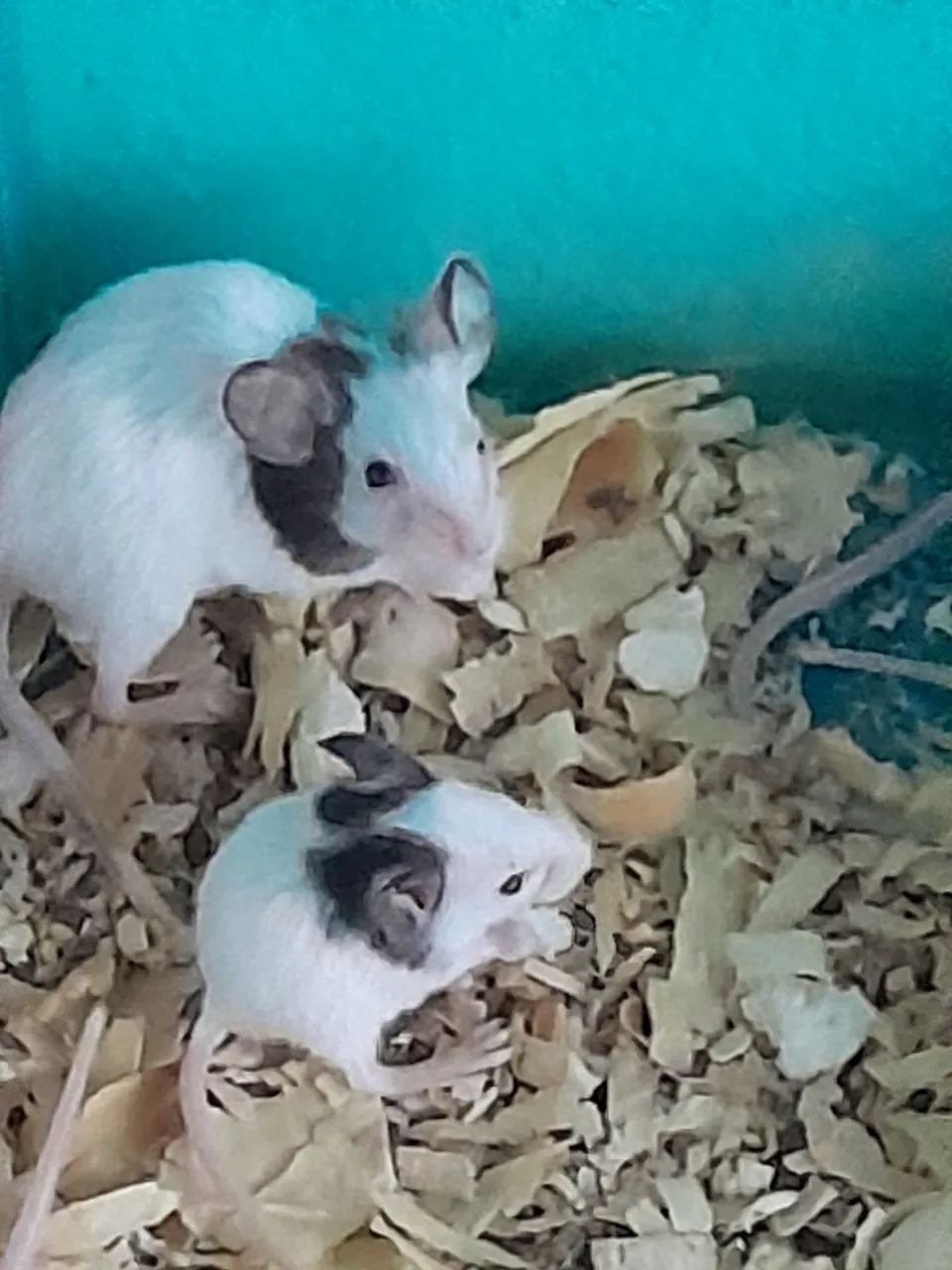 Ratos topolinos  - Foto 6