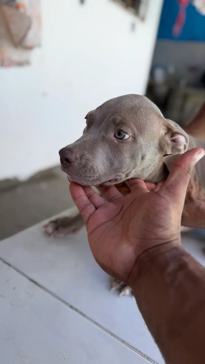 Pitbull  - Foto 3