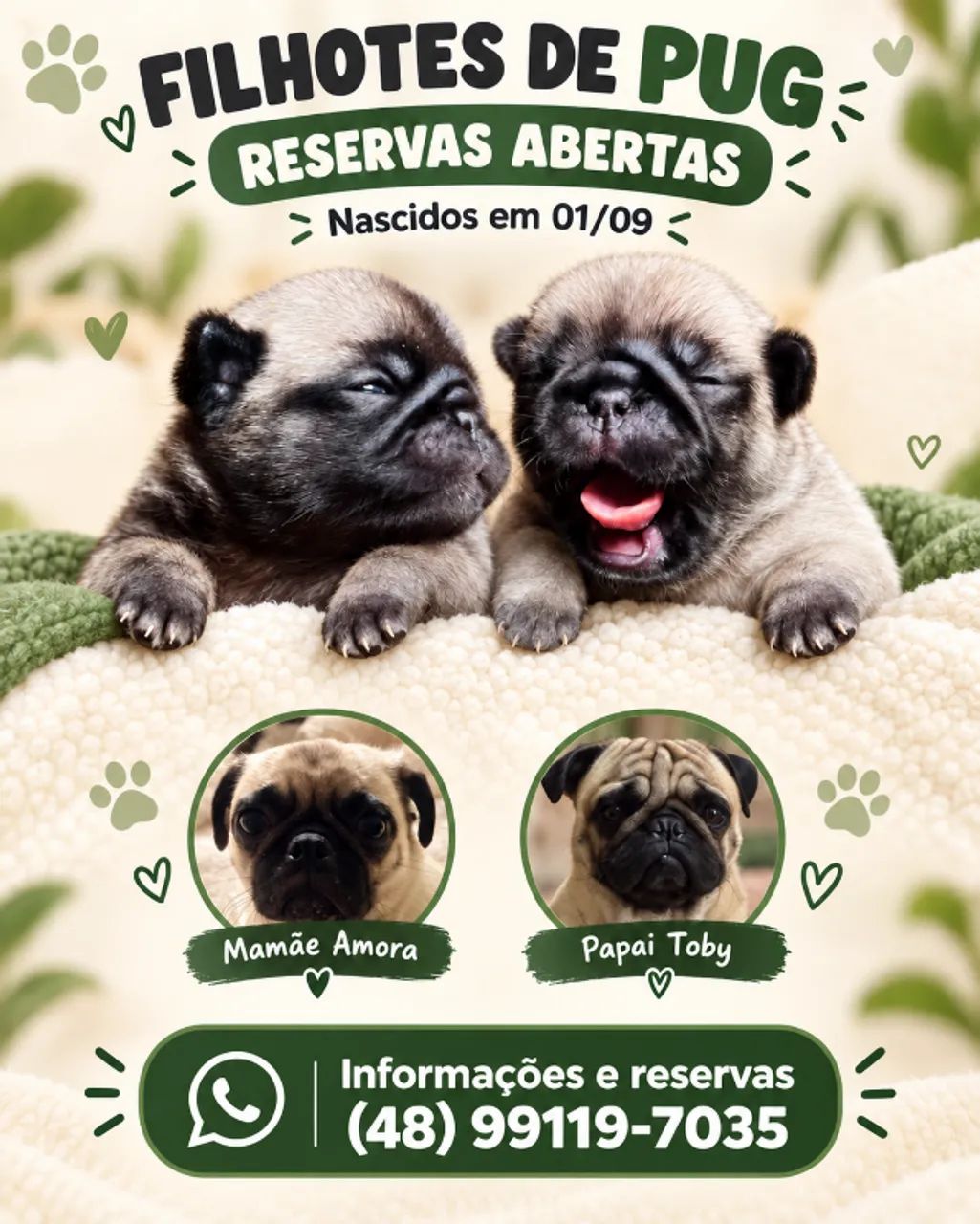 Filhotes de Pug