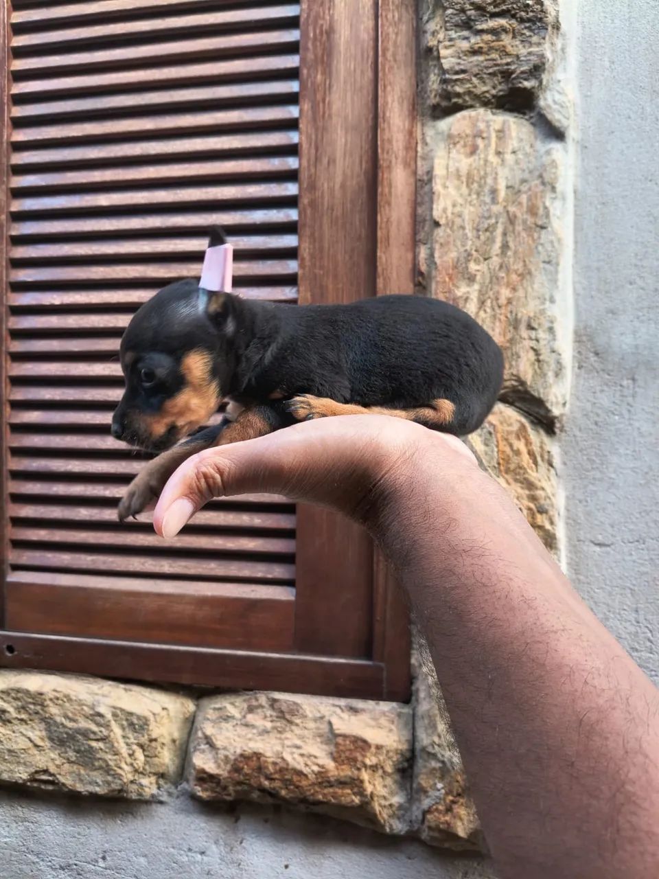 Pinscher fofo