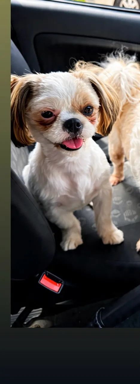 Shih Tzu