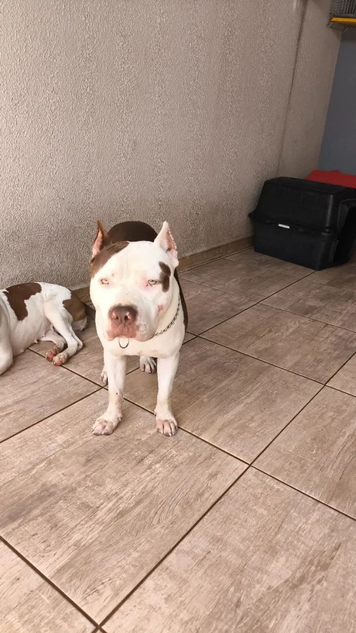 Cobertura Pit Bull - Foto 2