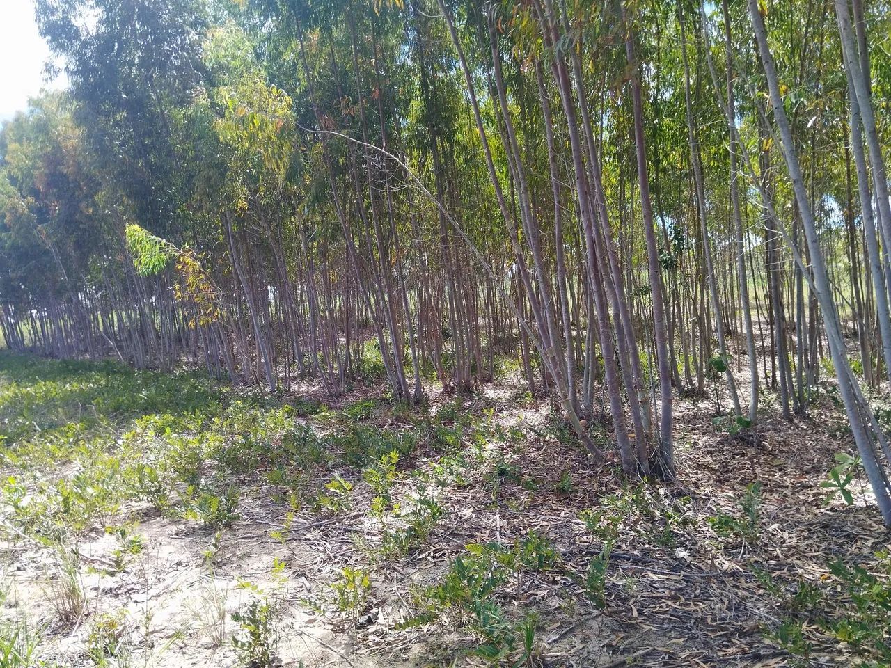 Lote grande  com escritura, sem nenhuma restrição  - Foto 3