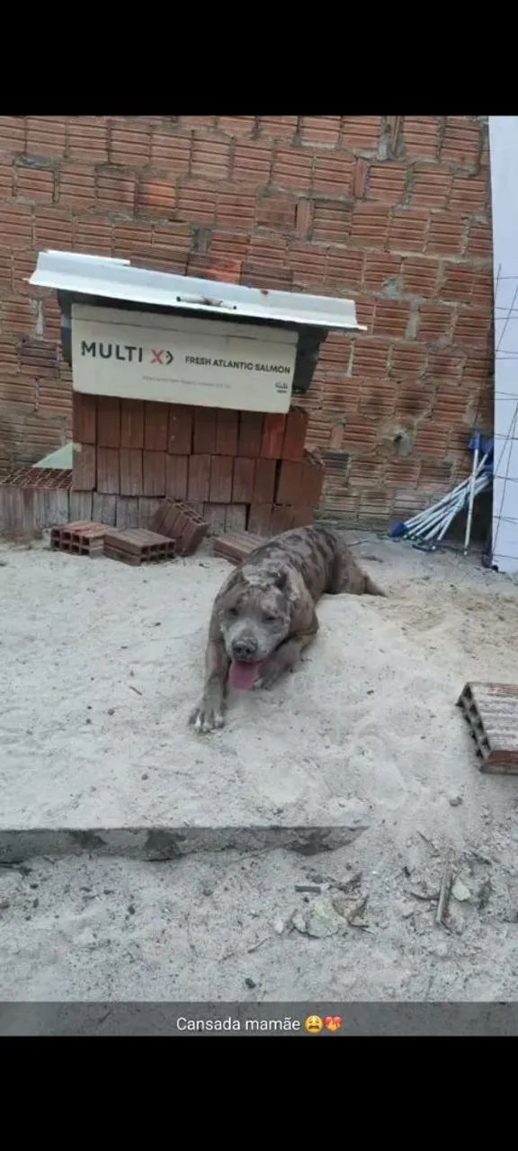 Cadela pitmonster  - Foto 2