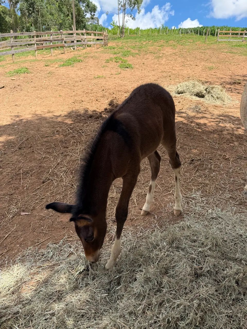 Burro lindo  - Foto 3