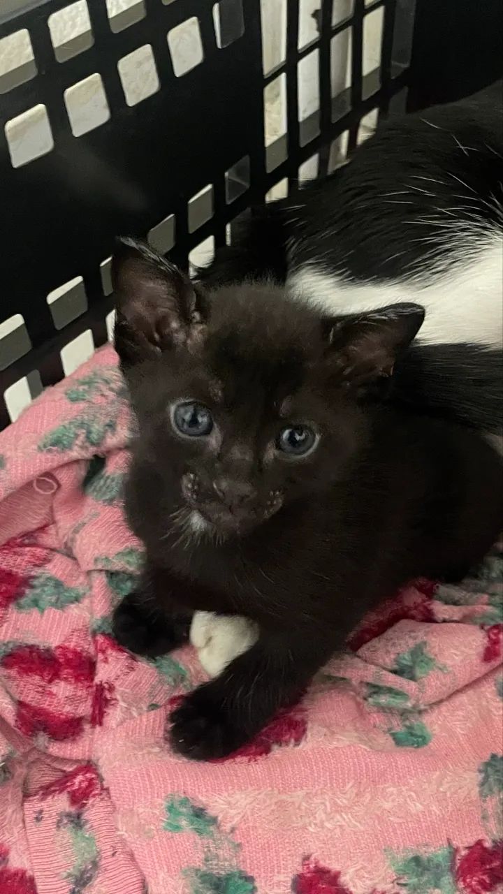 Gatinho  - Foto 3
