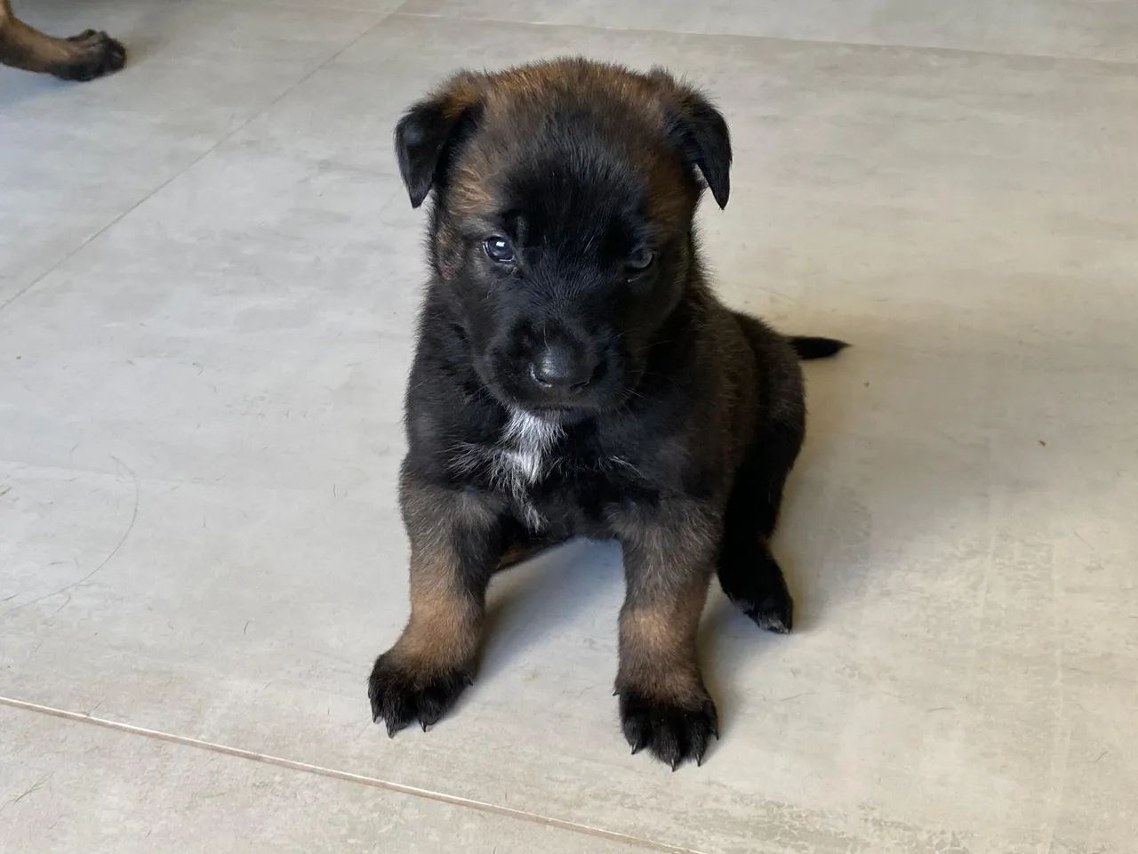 Filhotes de Pastor Belga Malinois à venda - Disponíveis para lares responsáveis - Foto 2