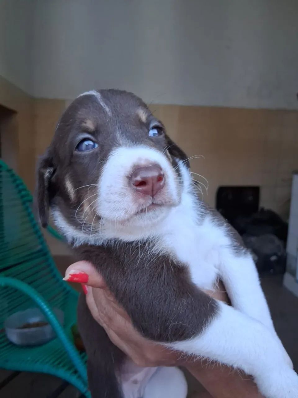 Adoção responsável  - Foto 3