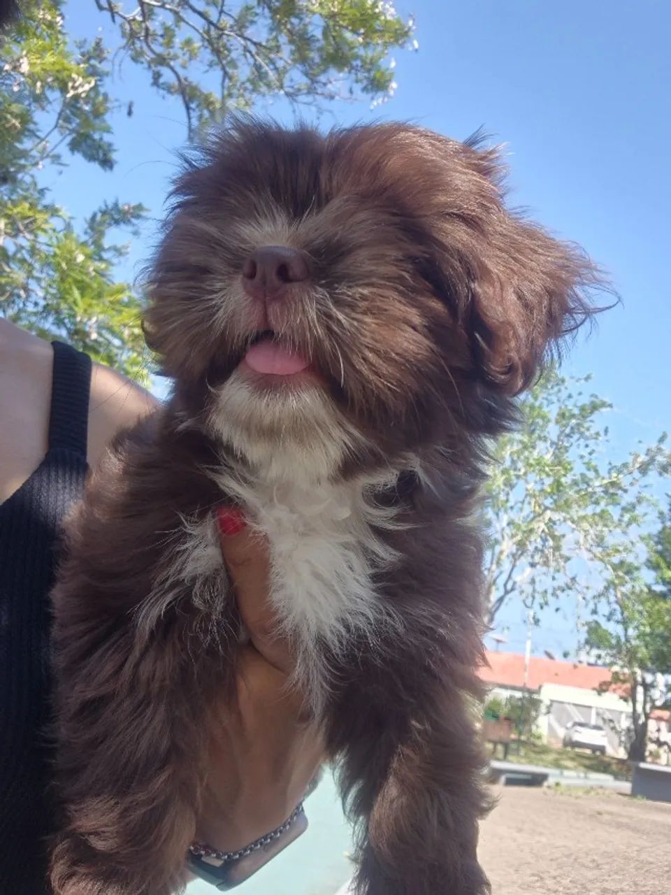 Shih-tzu fêmea  - Foto 3
