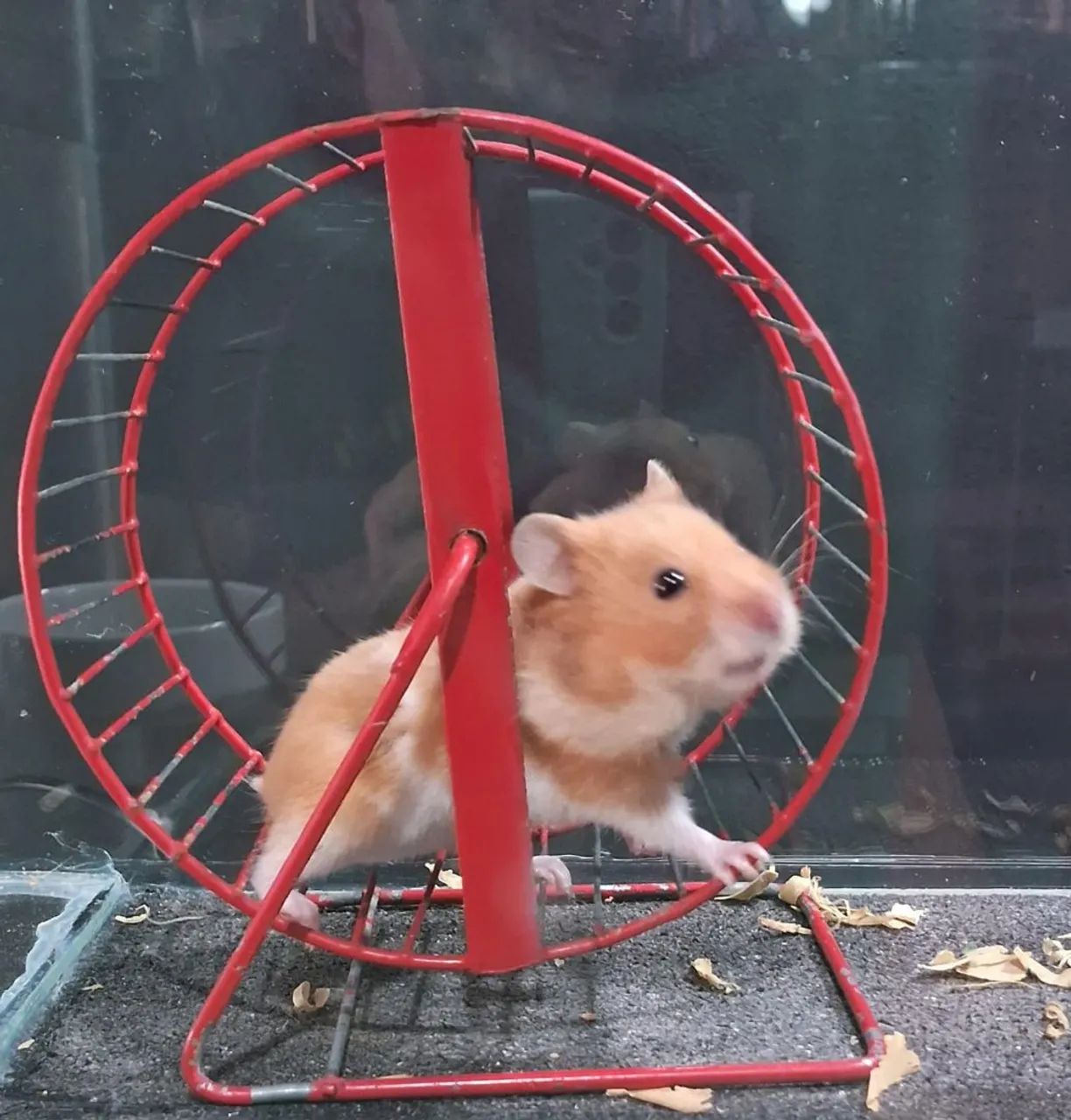 Hamster Sírios  - Foto 2