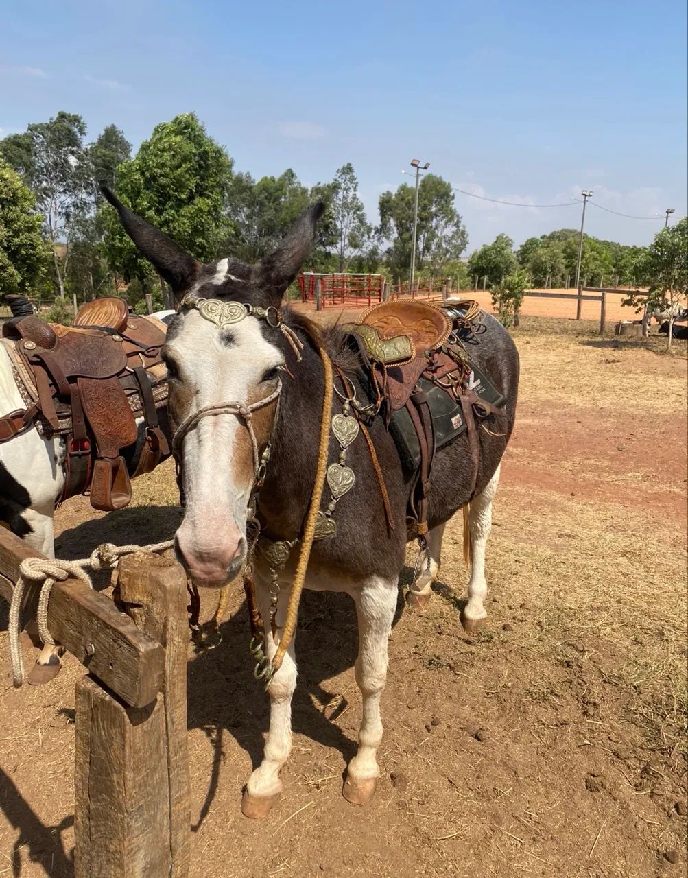 MULA DE PATRÃO  - Foto 3