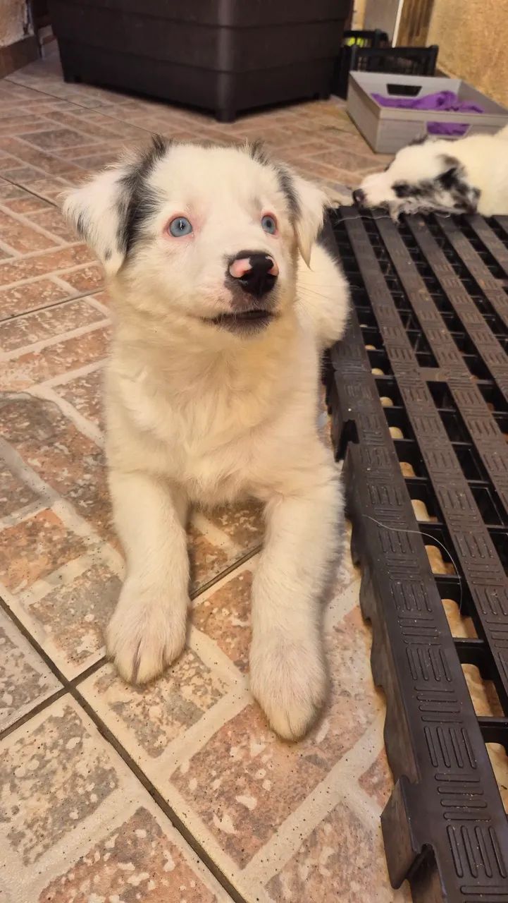 Boder collie - Foto 2