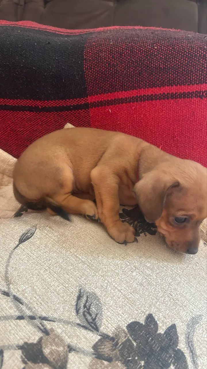 Vendo filhote de Pinscher  - Foto 2