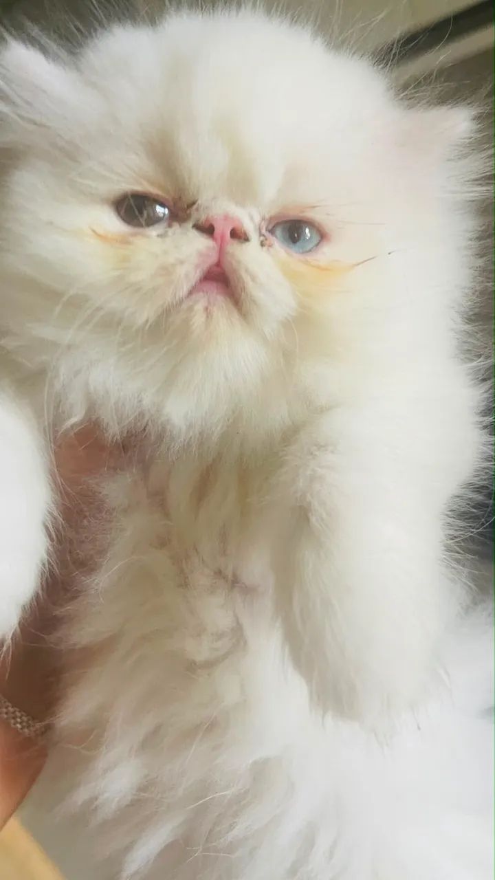 Gato