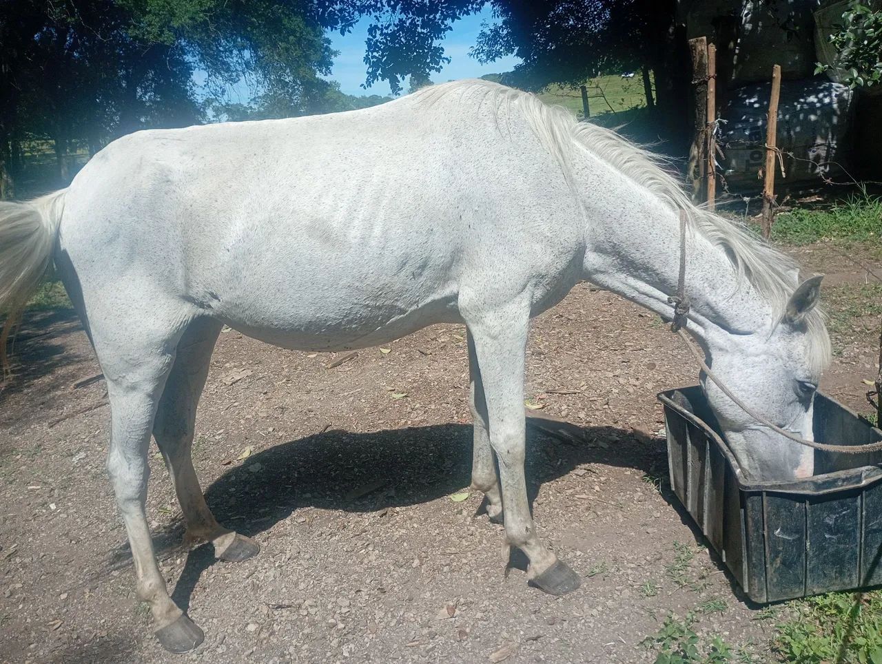 Égua maçã  - Foto 6