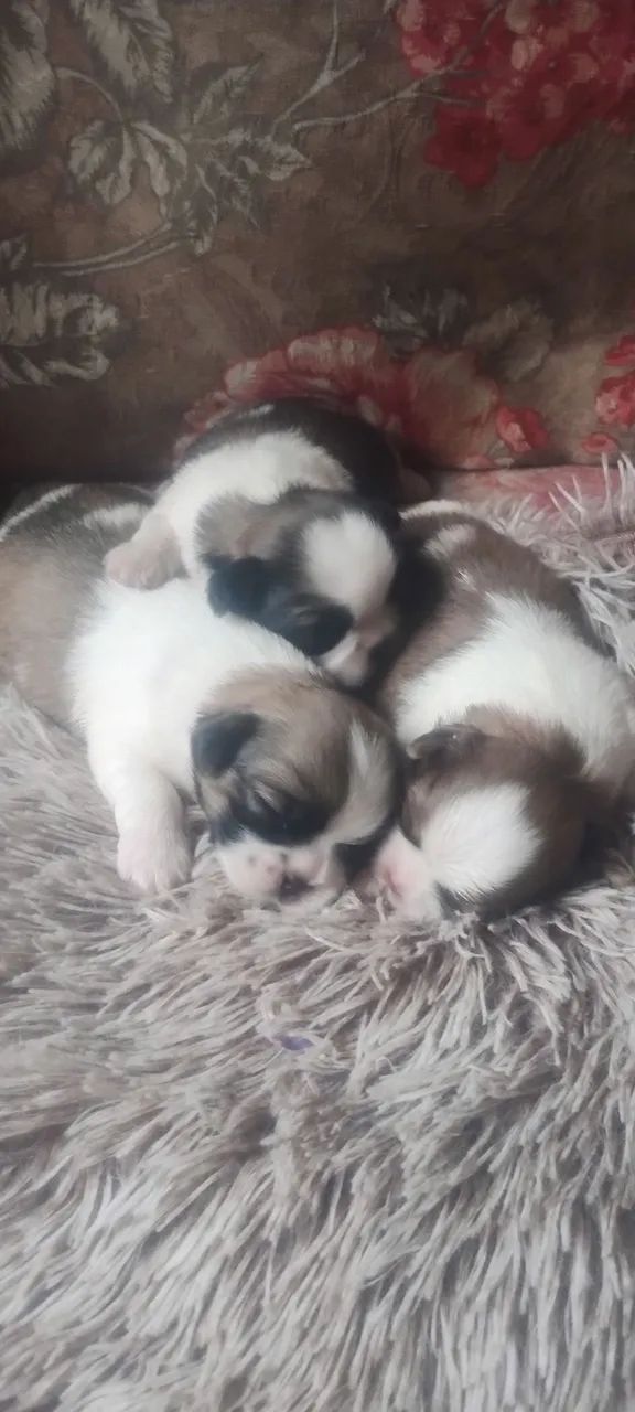 Shih tzu