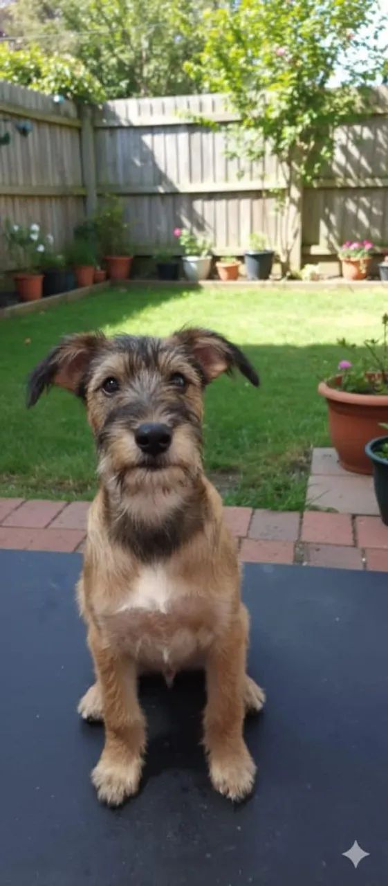 adoção de cachorros