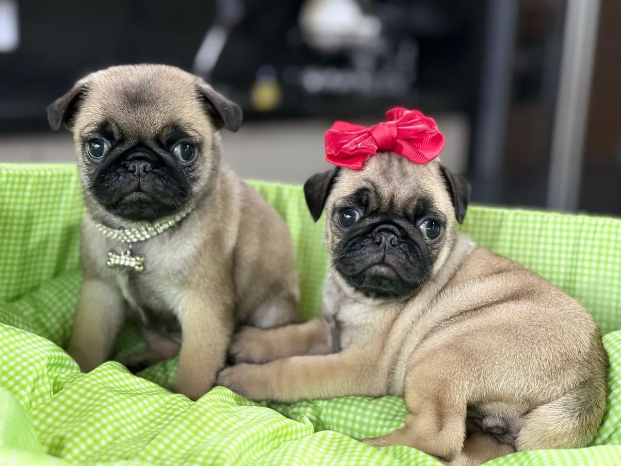 FILHOTE PUG - Foto 2