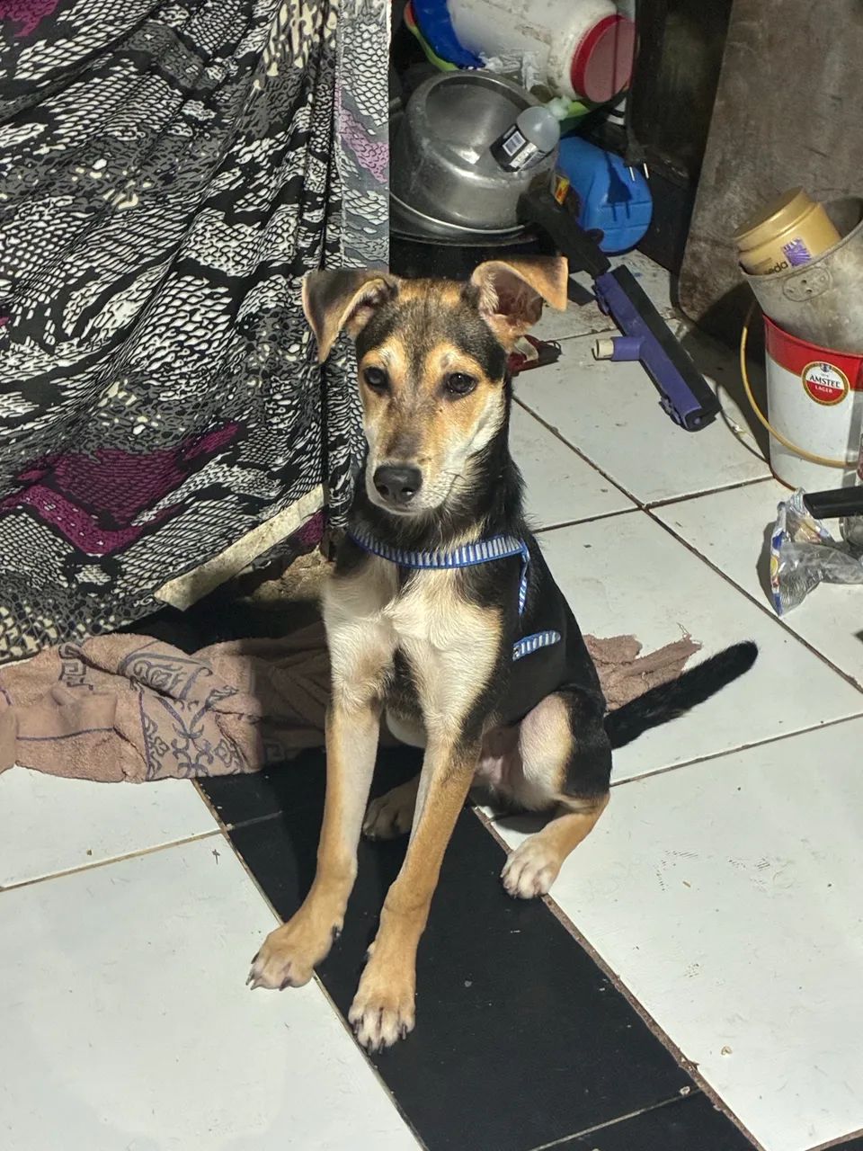 Adoção responsável  - Foto 3