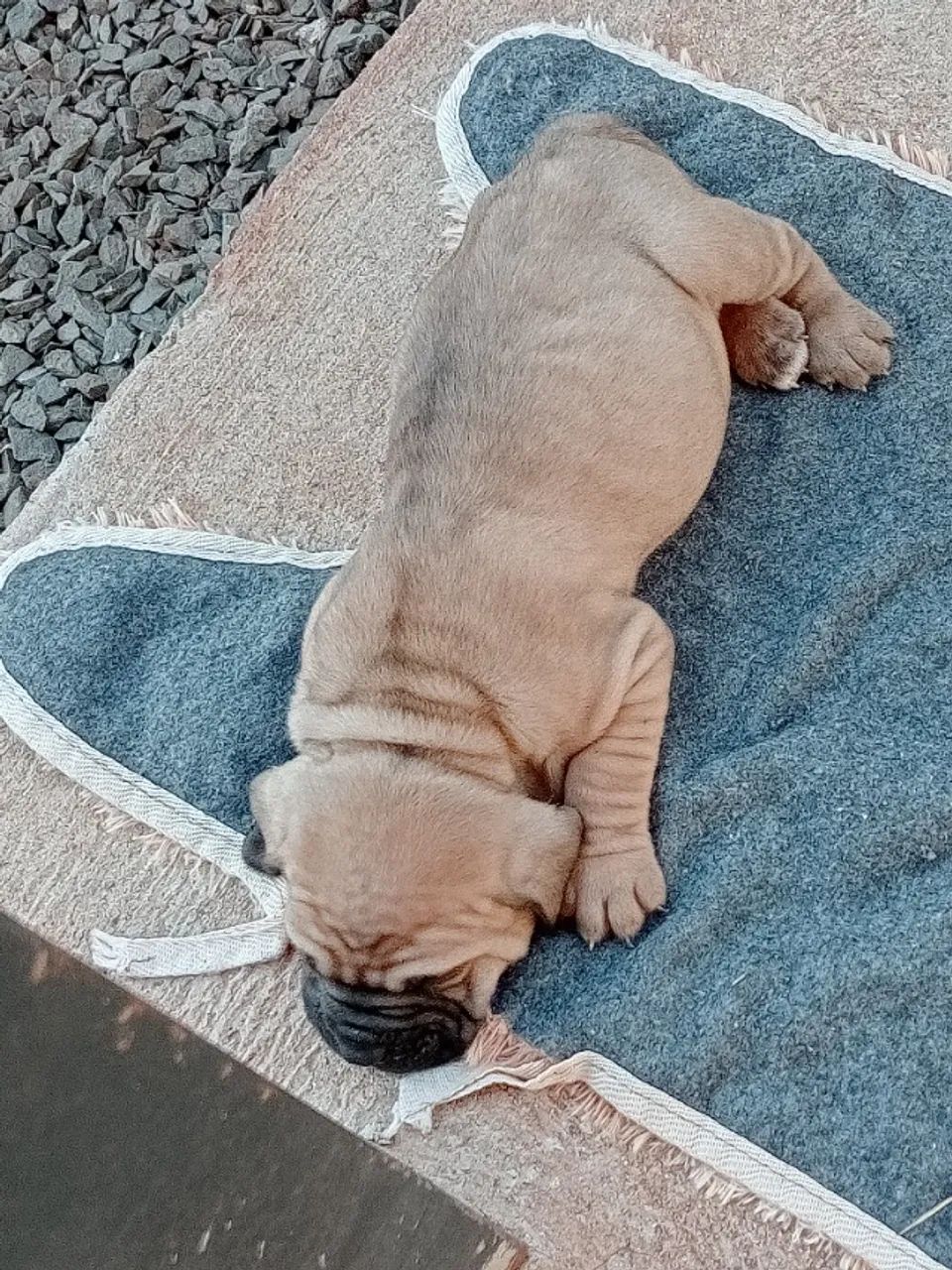 Fila brasileiro  - Foto 3