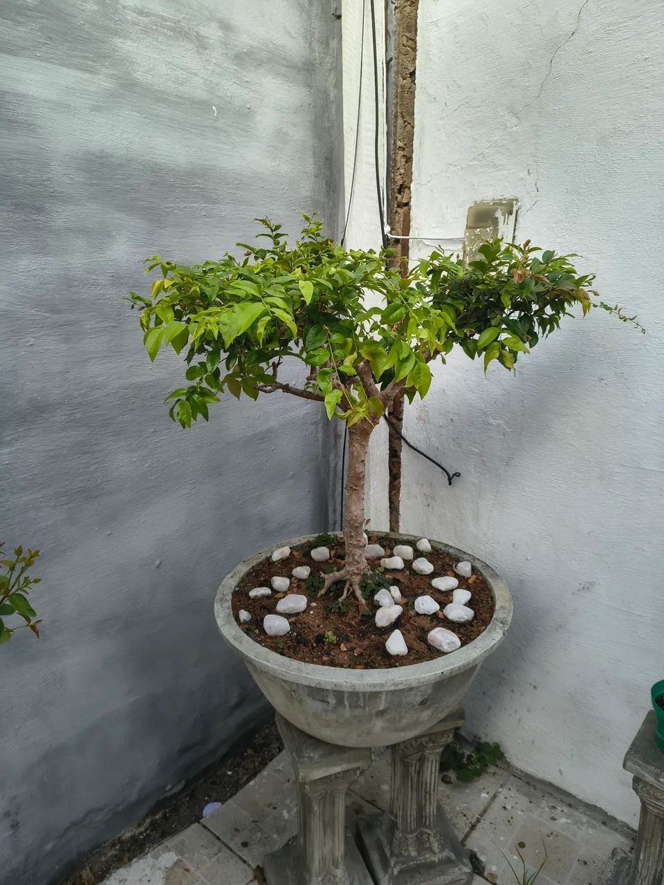 Bonsay de Jaboticaba com mais de 10 anos por apenas 2000 vale mais de 3500 - Foto 2