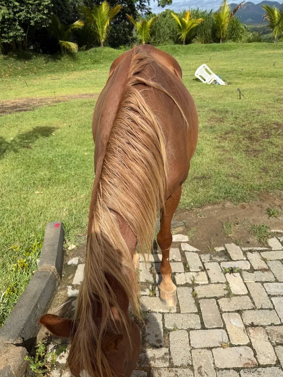 Éguas macha picada dócil 6anos 6conto - Foto 5