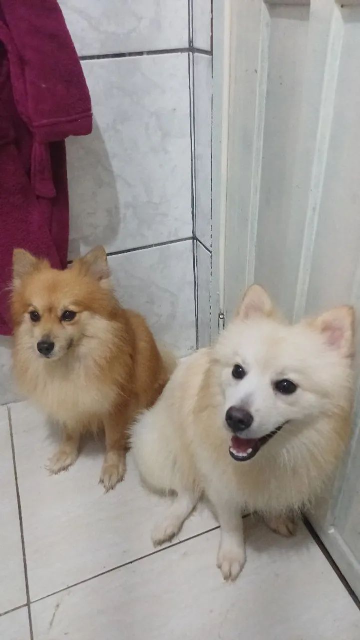 Spitz alemão pequeno - Foto 3