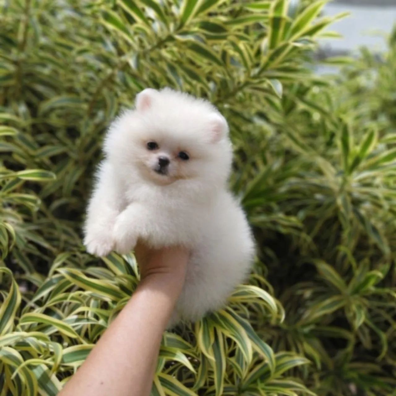 A Casa dos Verdadeiros Ursinhos Lulu da Pomerânia  - Foto 3