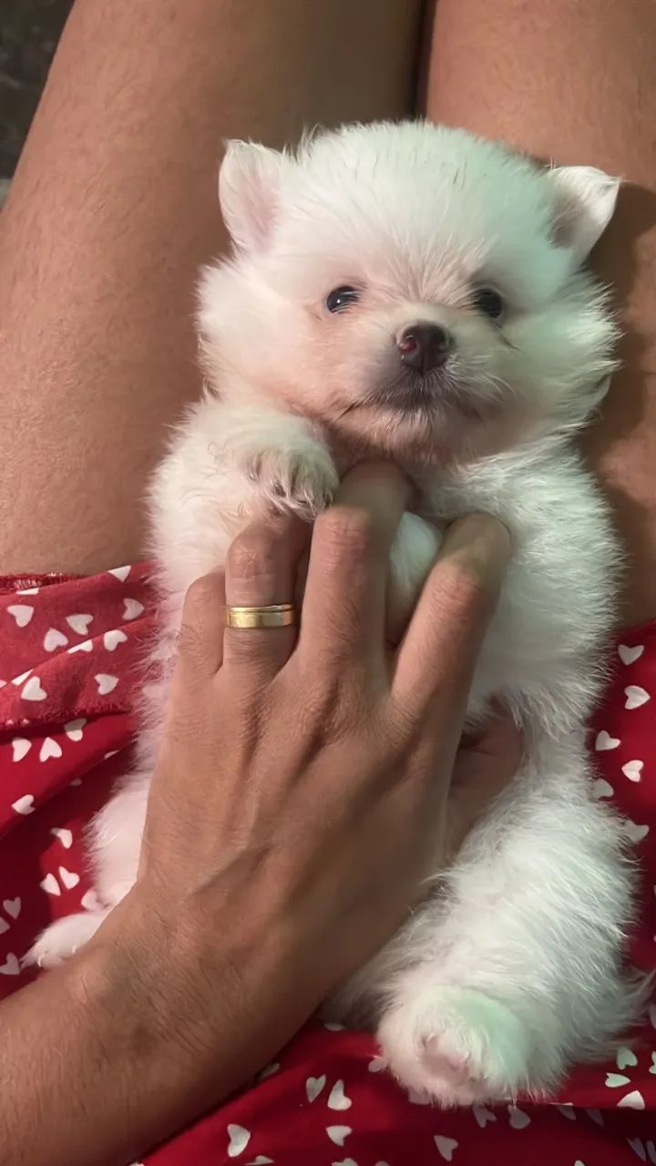 Spitz alemão macho - Foto 3